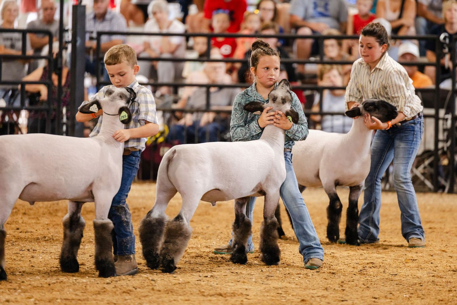 Children show white sheep at an indoor livestock competition on a dirt floor before a crowded audience.