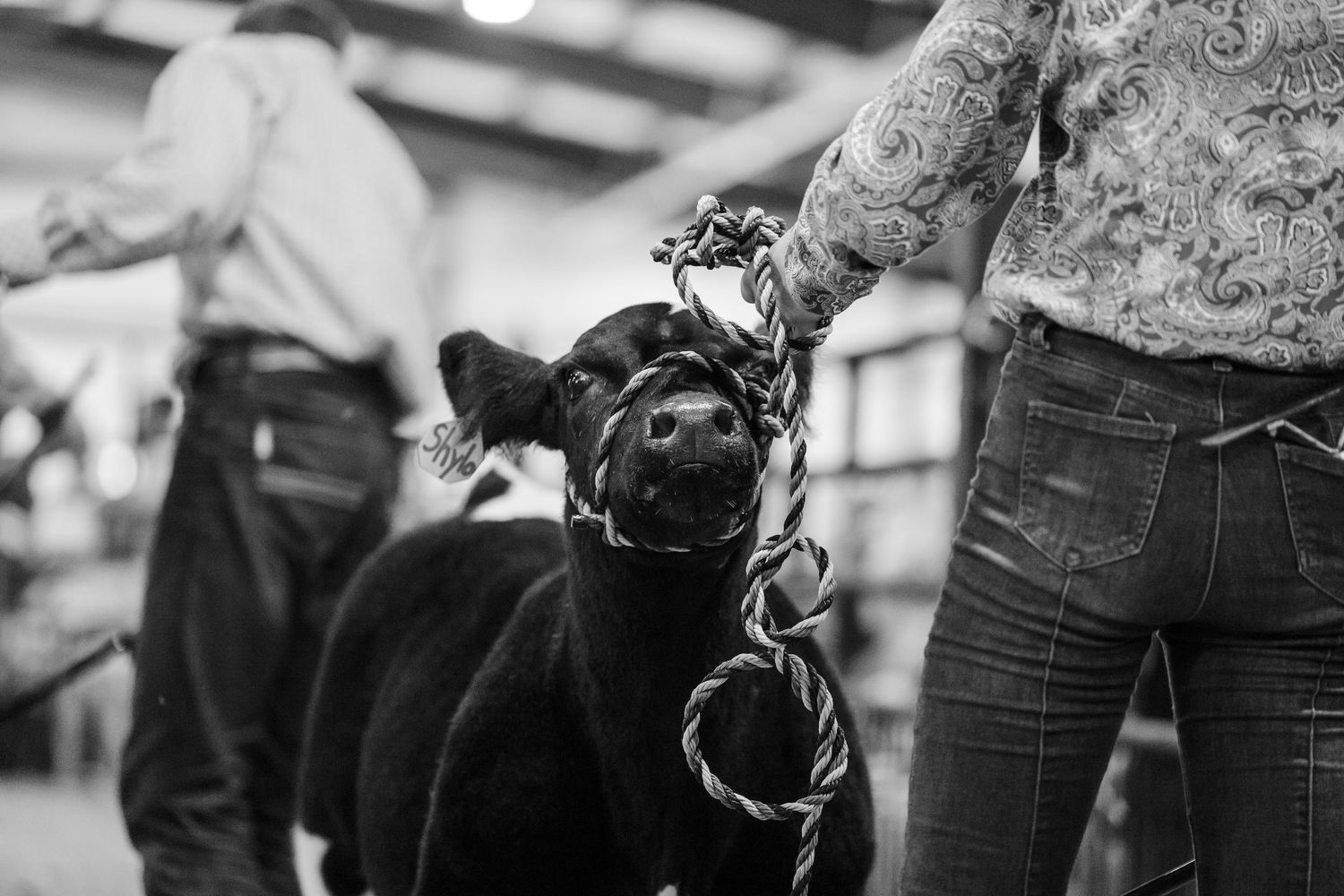 Close-up of a black calf being led by a rope halter at an indoor livestock show.