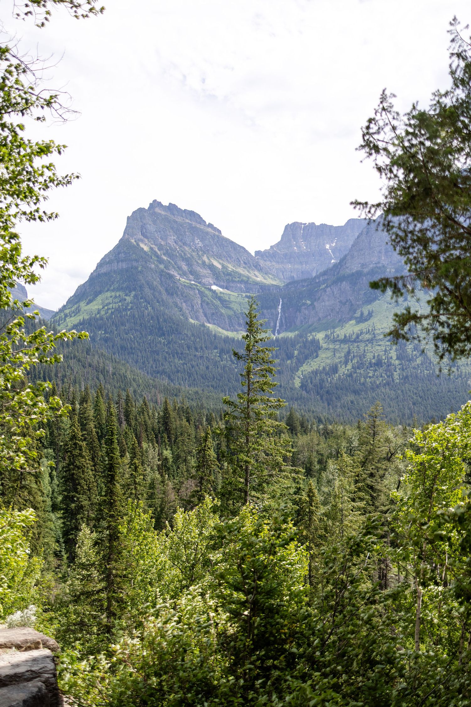 Lush green forest with tall pine trees framing a dramatic rocky mountain peak under a bright sky.