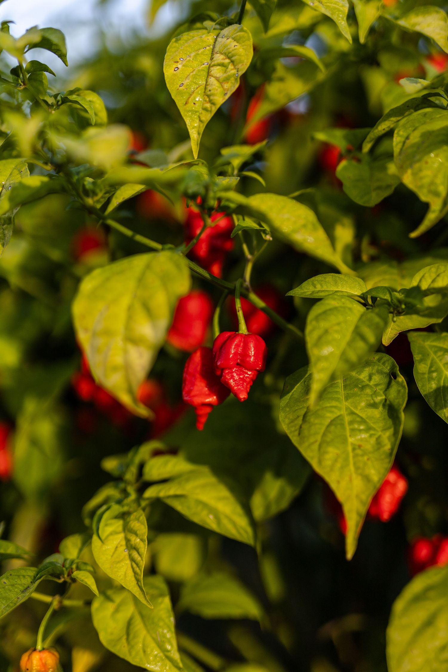 Red ghost peppers ripening on lush green pepper plant in sunlit garden.