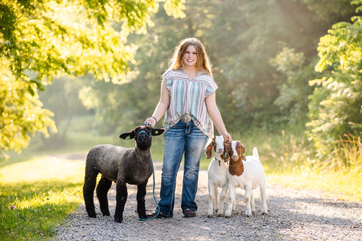 Young woman walking a black lamb and two goats on a gravel path surrounded by lush green trees in warm sunlight.
