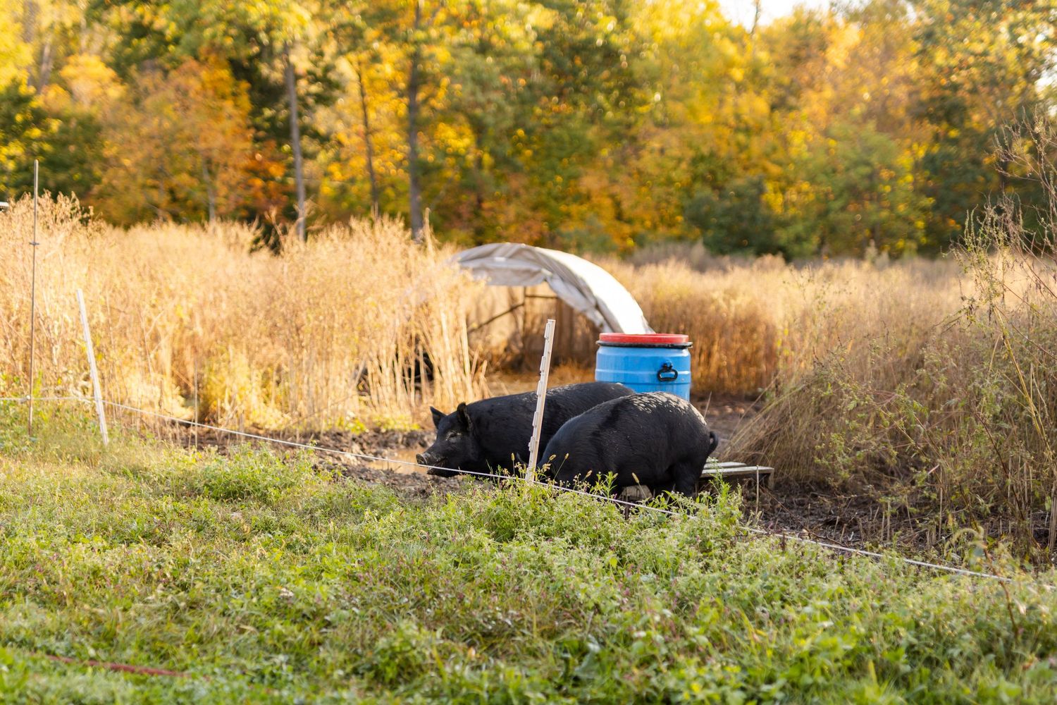 Two hogs cooling off in mud surrounded by tall tan grasses and in the background is a hut.