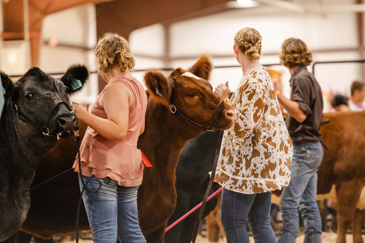 Young girls lead cattle on halters inside a livestock show barn.