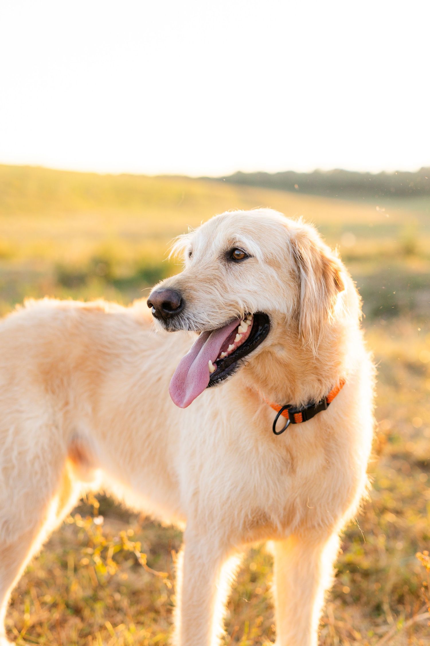 Golden Retriever dog with tongue out standing in a sunlit field wearing an orange collar.