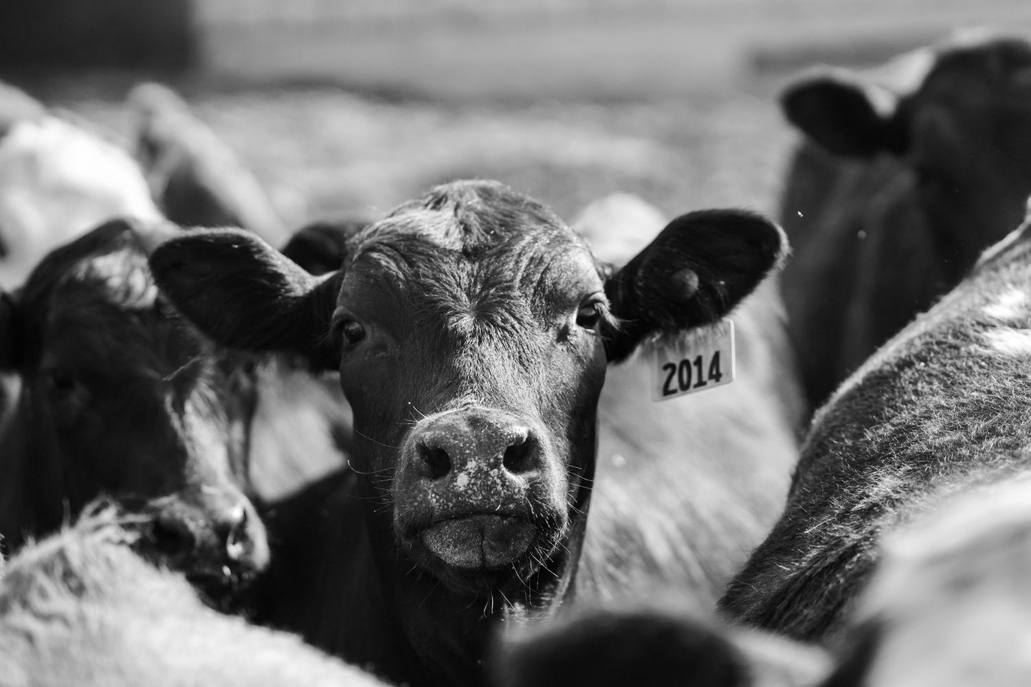 Black and white photo of tagged cattle crowded together at a feedlot, cow number 2014 facing camera.