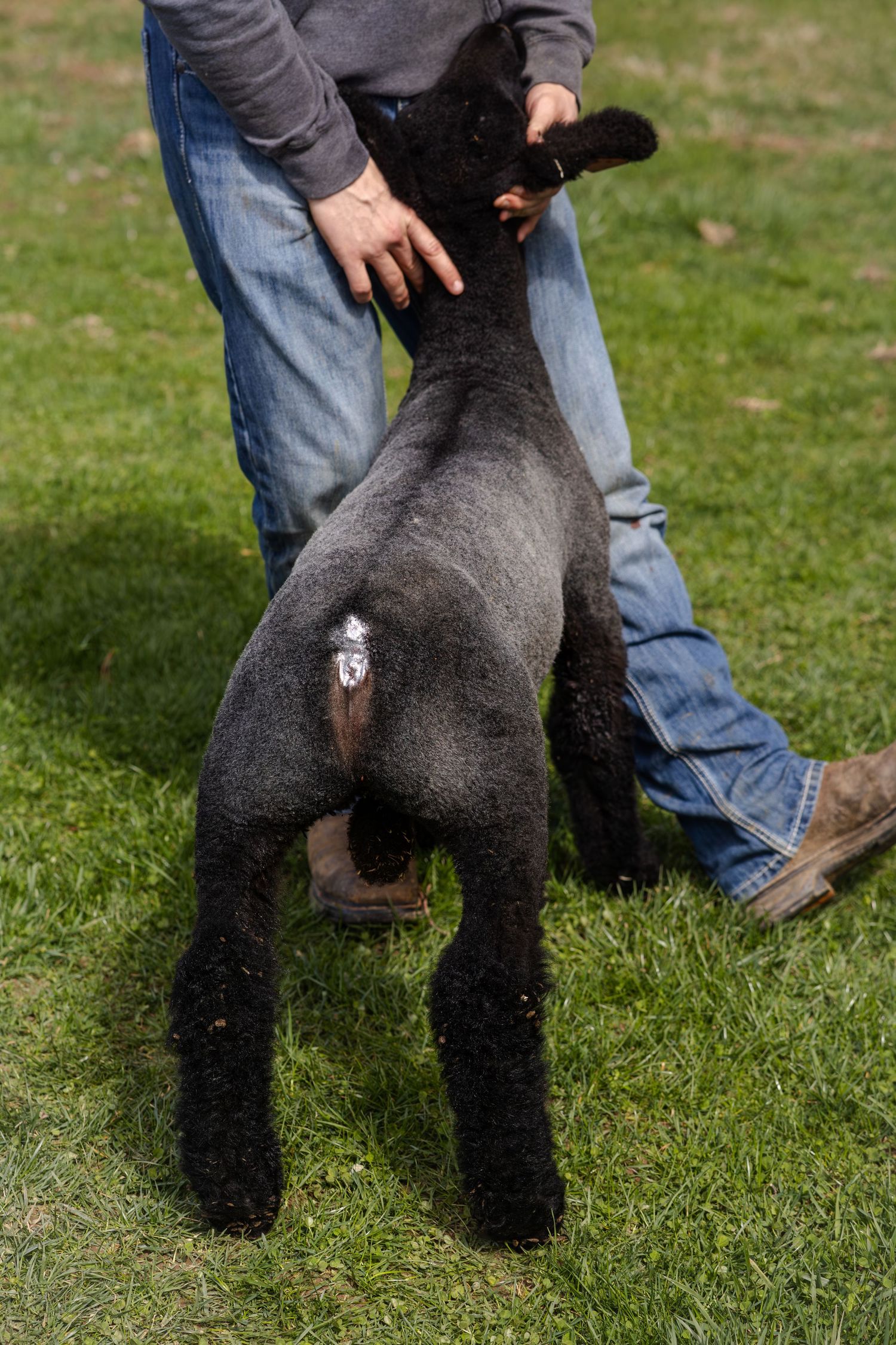 A person in jeans guides a dark wooled show lamb from behind on a bright green grass field.