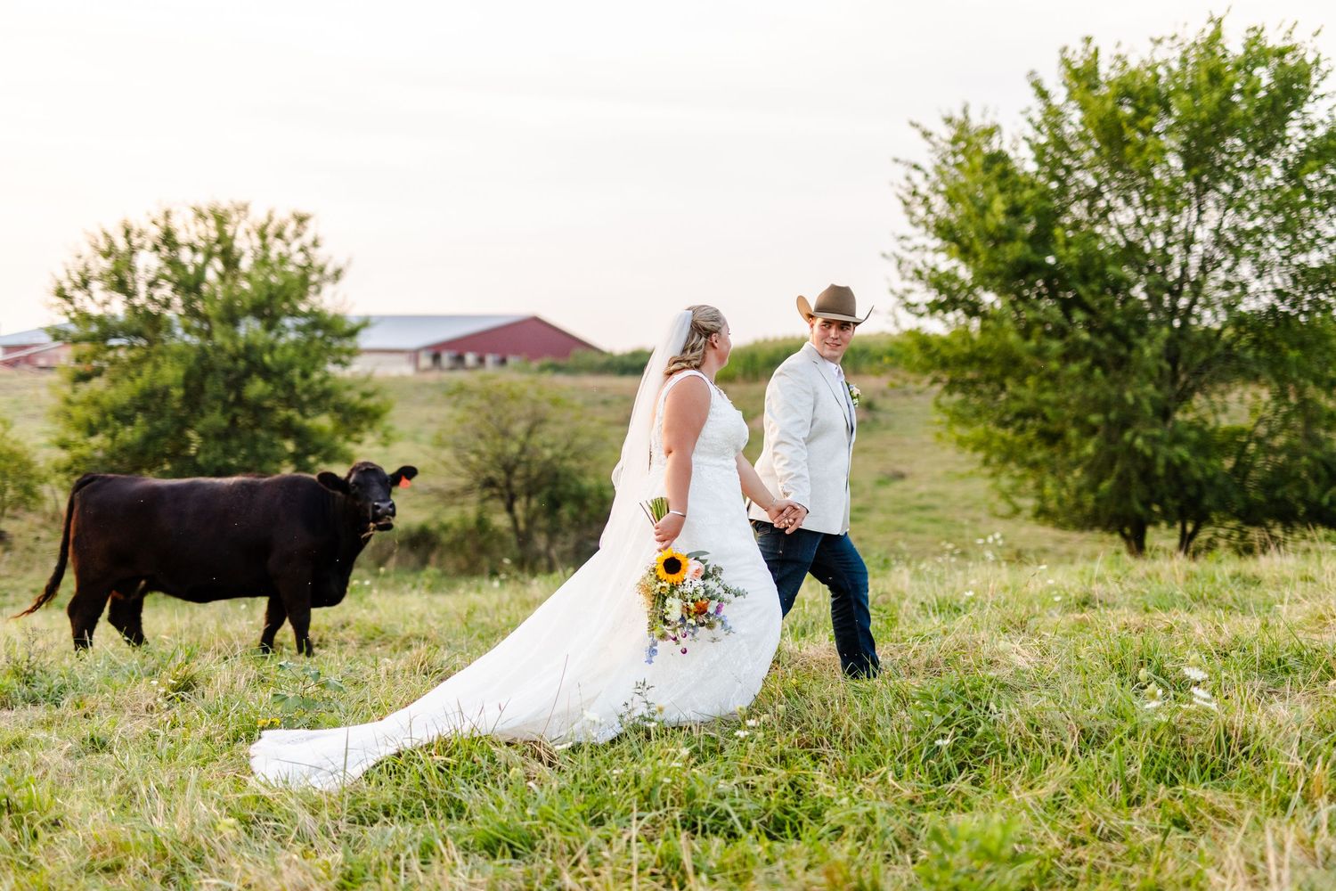 Bride in white lace gown and groom in cowboy hat walk hand-in-hand past a angus cow in a green pasture.
