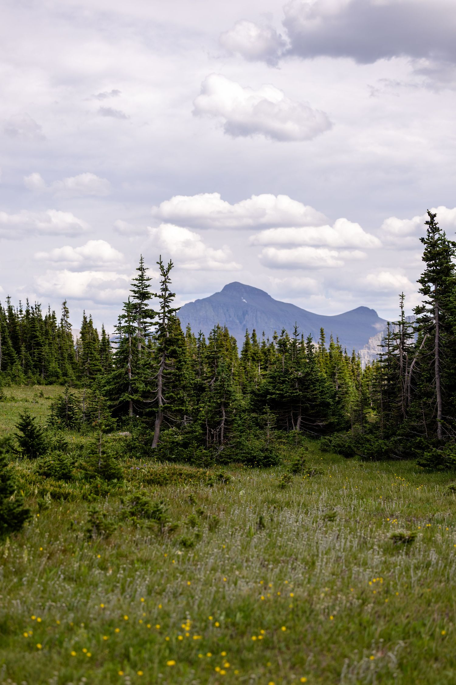 A scenic mountain landscape with evergreen trees, wildflower meadow, and a distant peak under cloudy skies.