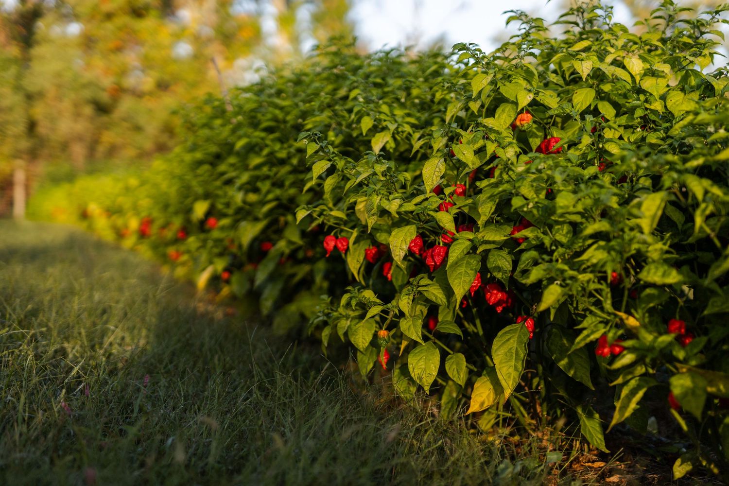Row of lush green pepper plants with vibrant red peppers growing in a sunny garden field.