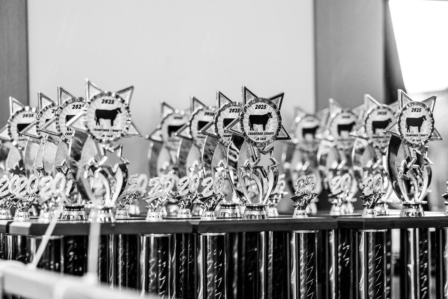 Rows of star-shaped livestock show trophies displayed on a table in black and white photography.