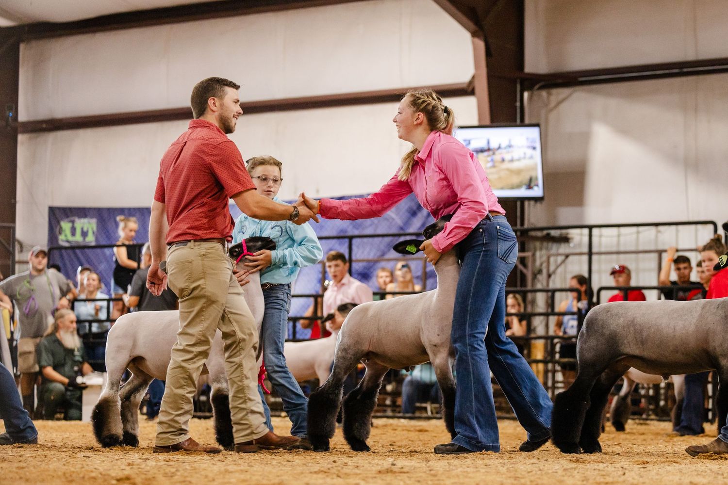 Two youth handlers show sheep at an indoor livestock competition while a judge shakes hands with a contestant.