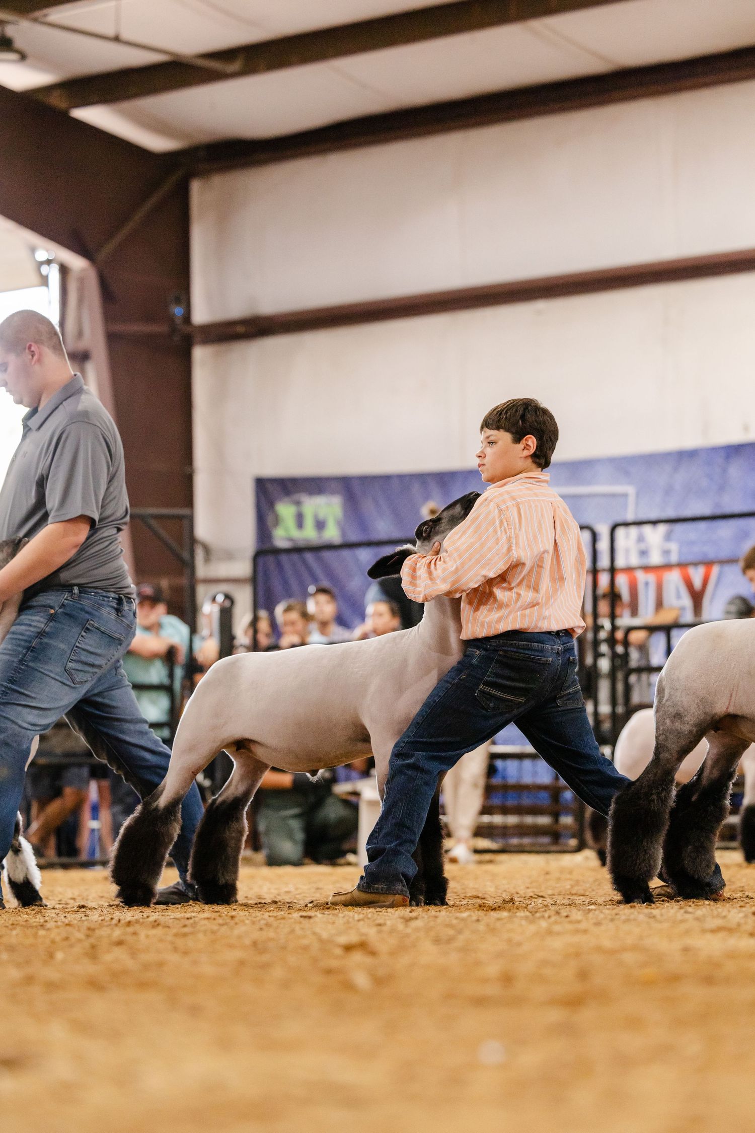 A young boy in a pink shirt shows a gray lamb in a competitive livestock show arena with sawdust floor.