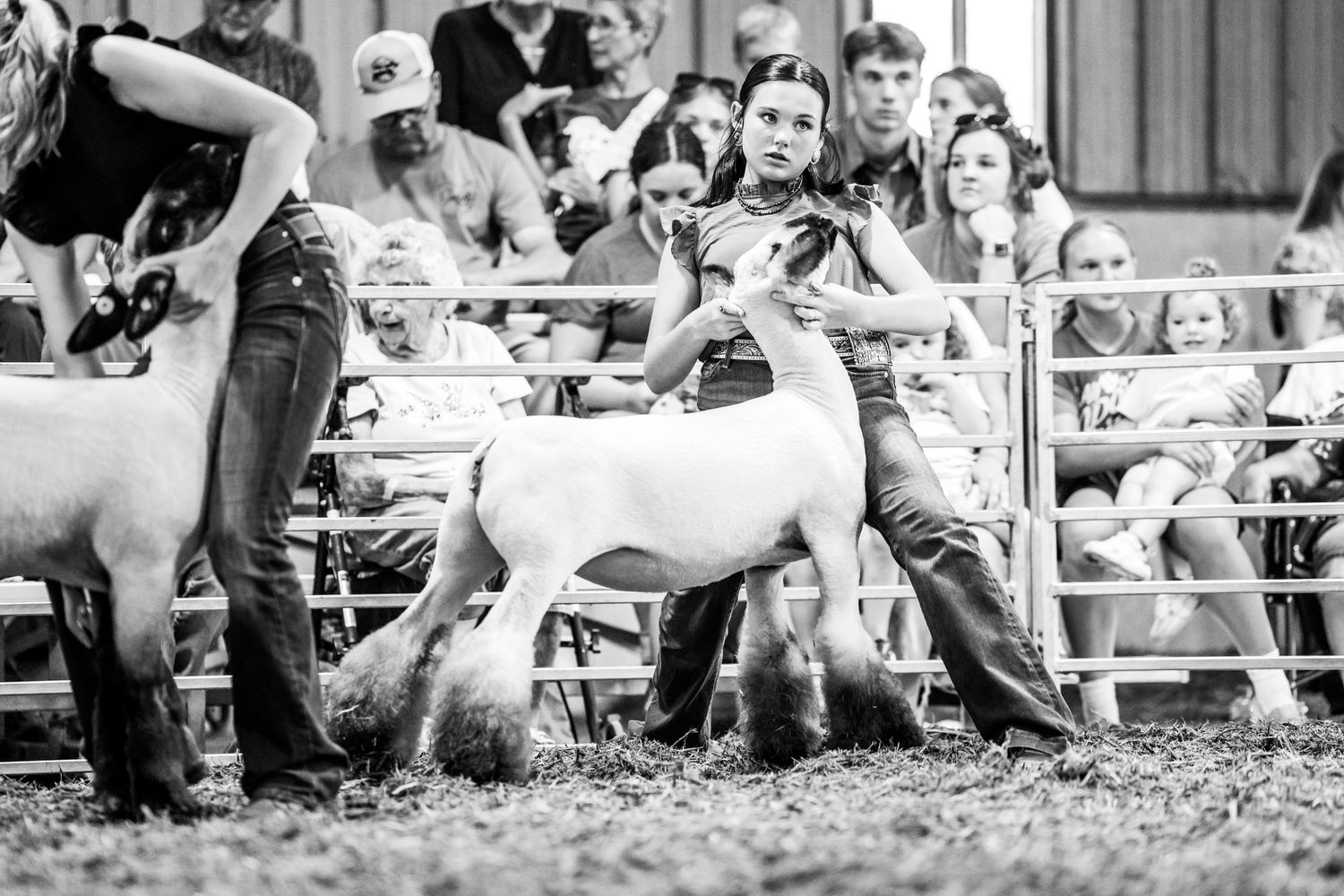 Young handlers show goats at a livestock competition while spectators watch from bleachers in this black and white photo.