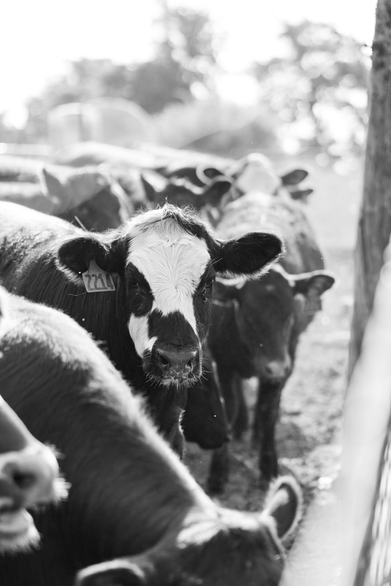 A black and white calf with a tag looks at the camera while feeding at a livestock trough.