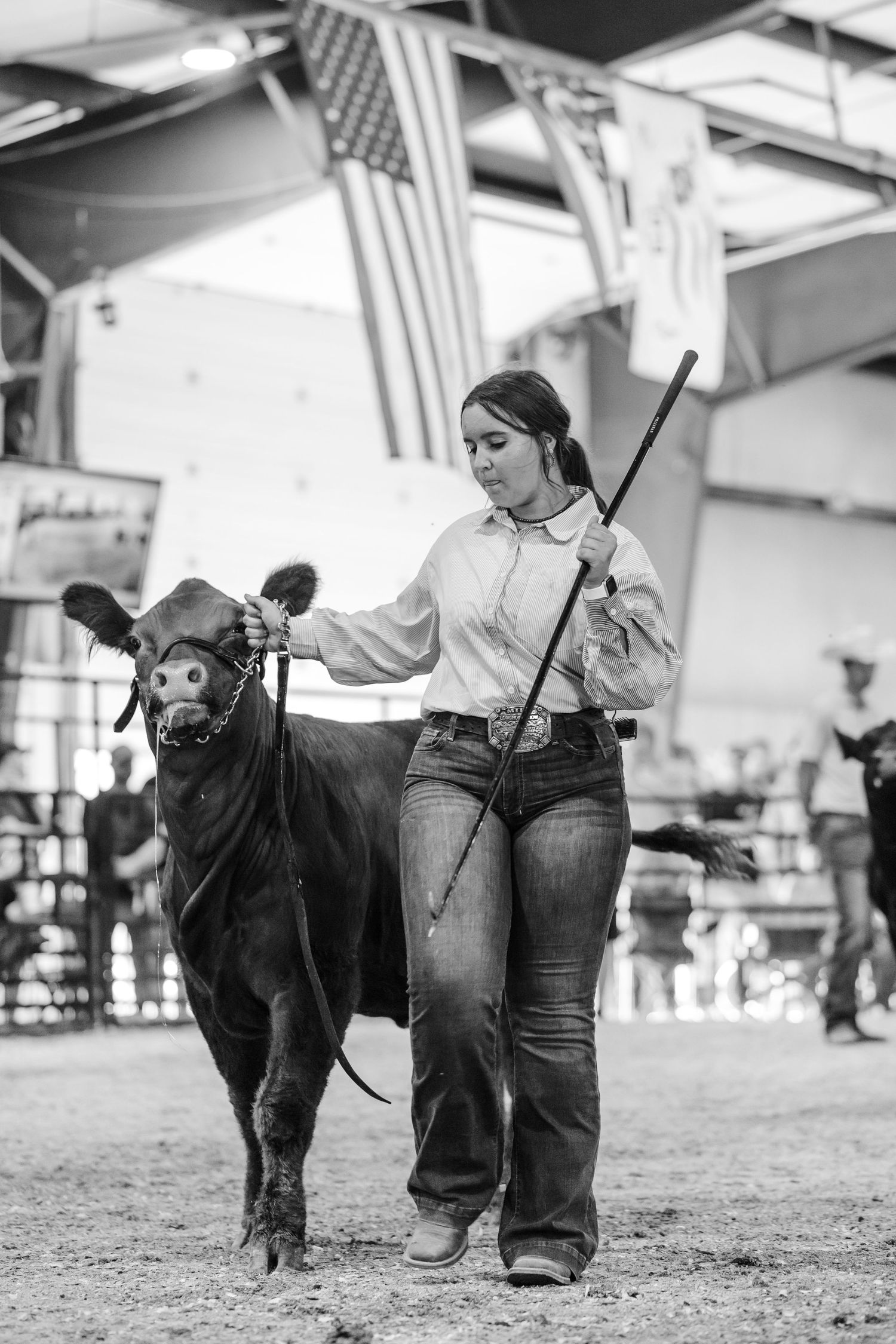 Young woman leads a black show steer with a show stick at an indoor livestock competition.