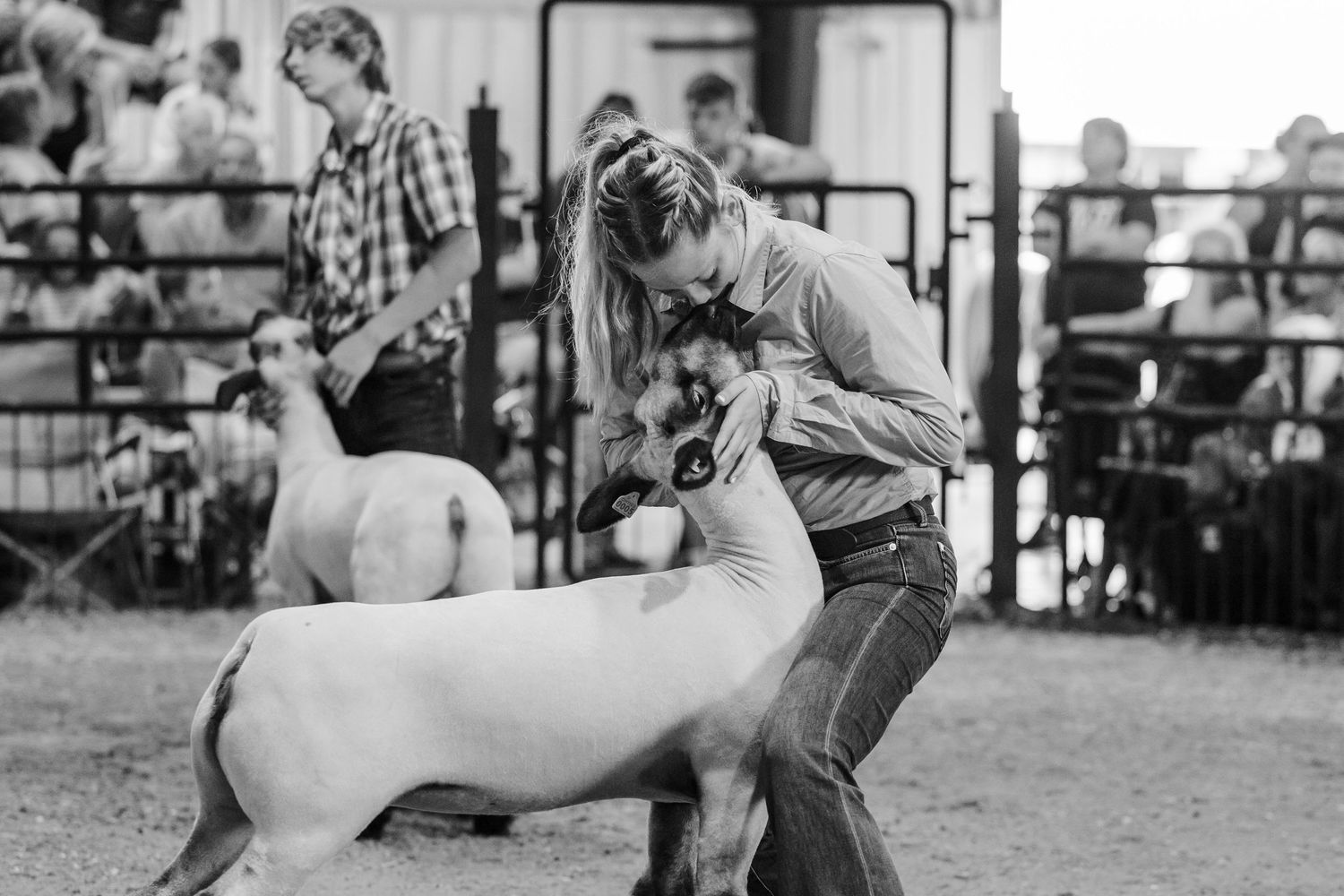Girl showing a white goat at a livestock competition in a black and white photo at a county fair.