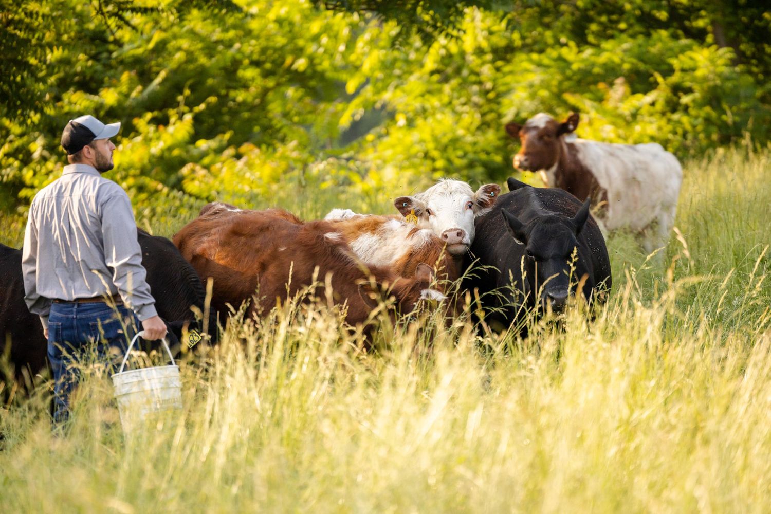 A farmer carries a white bucket while feeding a group of cattle in a tall grass pasture.