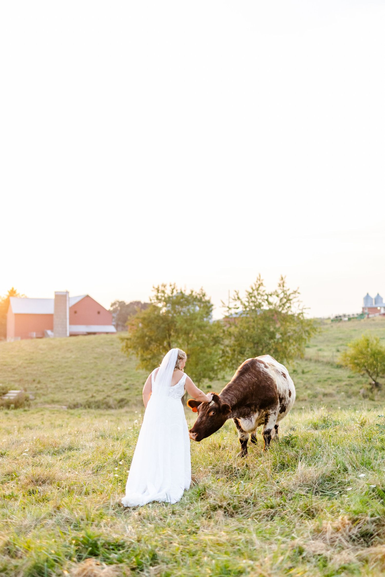Bride in white wedding gown and veil gently petting a shorthorn cow on a farm at sunset.