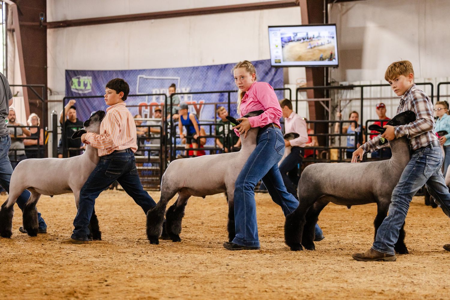 Young exhibitors show sheep at an indoor livestock competition, walking animals across a sandy arena floor.