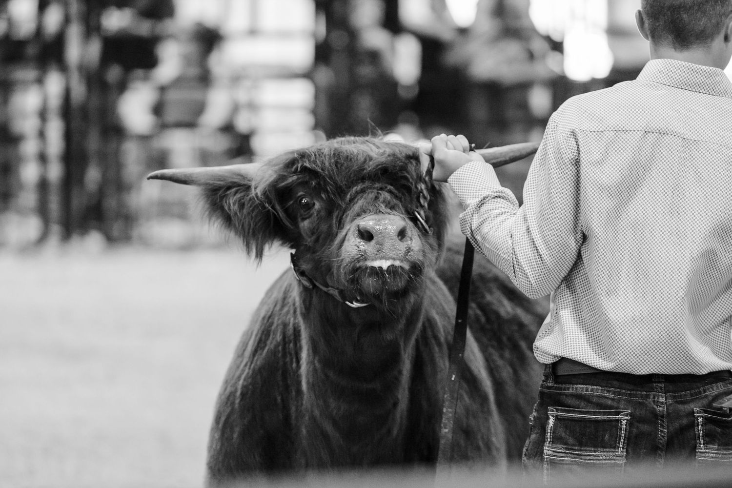 A black and white photo of a fluffy Highland cow being shown by a handler at a livestock exhibition.