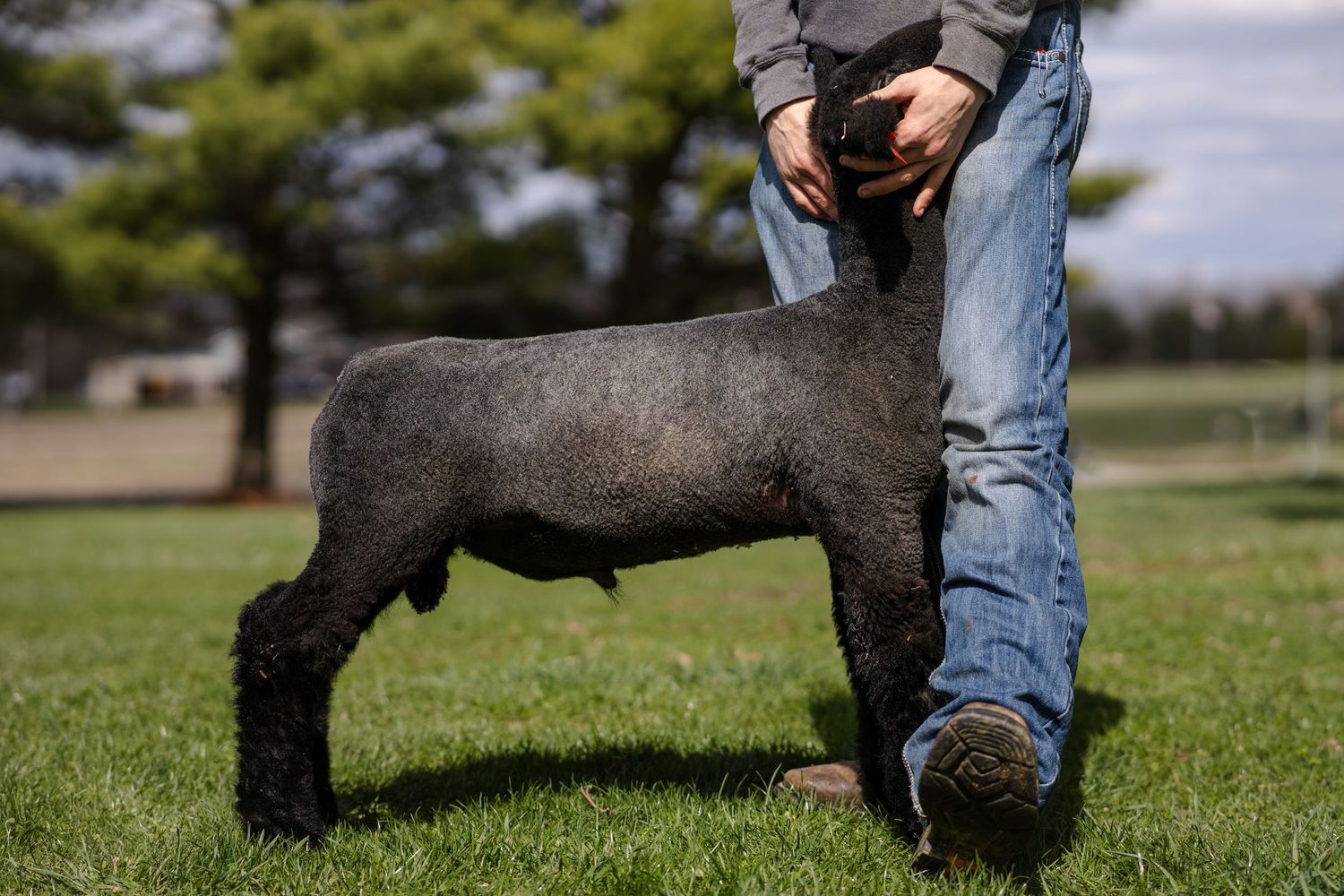 A black show lamb stands beside a handler in jeans and boots on a lush green lawn outdoors.