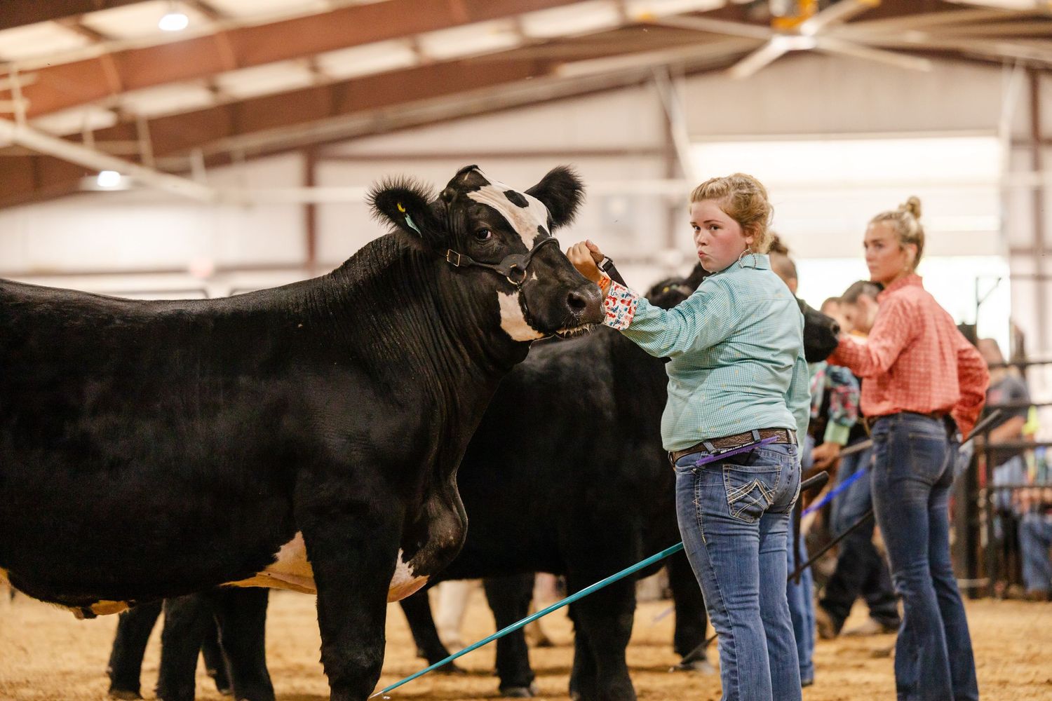 Young women show black cattle in an indoor livestock arena at a county fair competition.