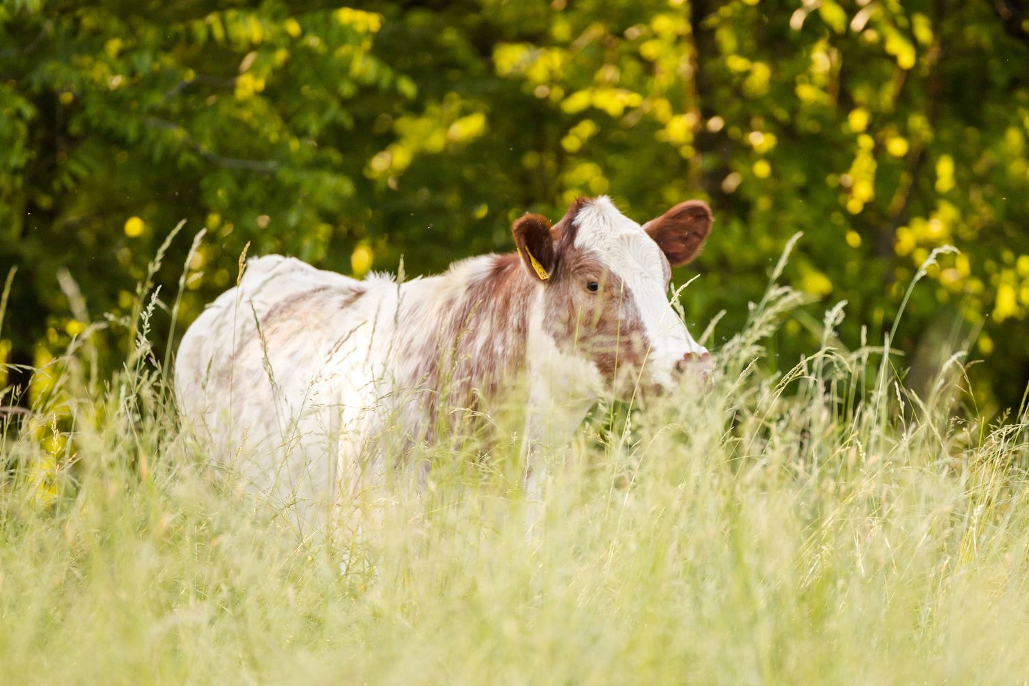 A white and brown spotted calf stands in tall green grass near a tree line.