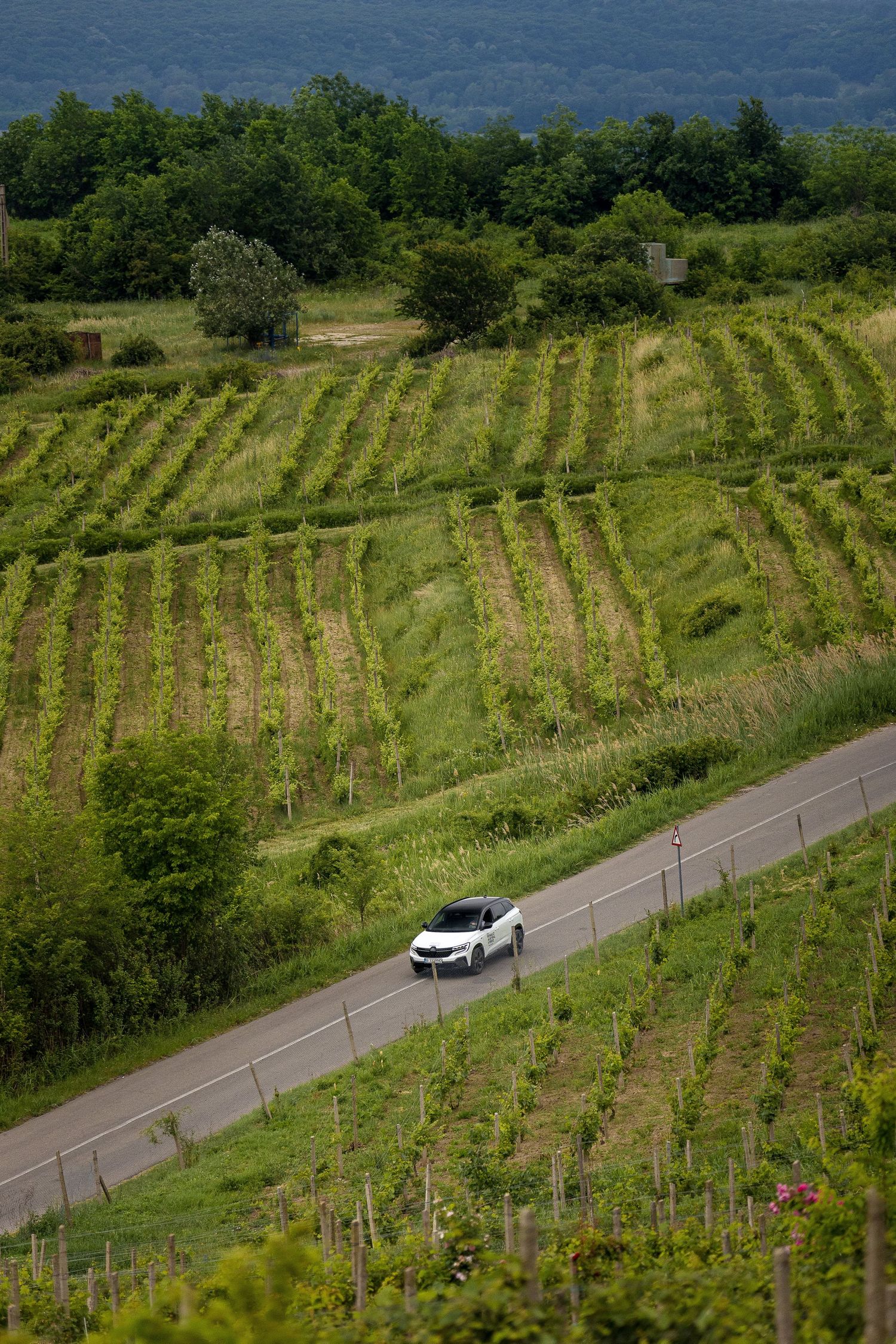 White car driving through lush green vineyard rows on a narrow country road surrounded by rolling hills.