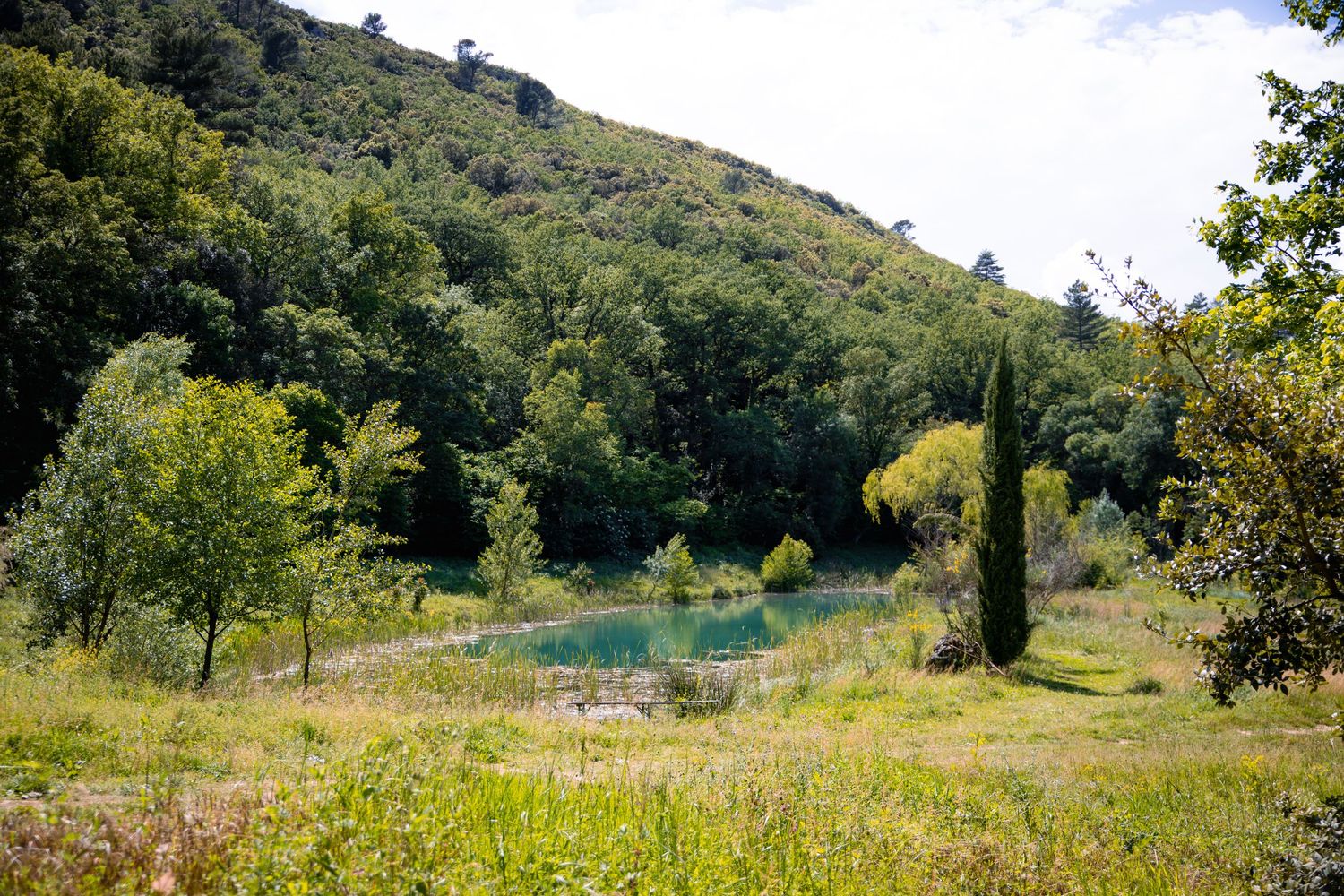 Lush green hillside landscape with a tranquil turquoise pond surrounded by trees and wildflowers on a sunny day.