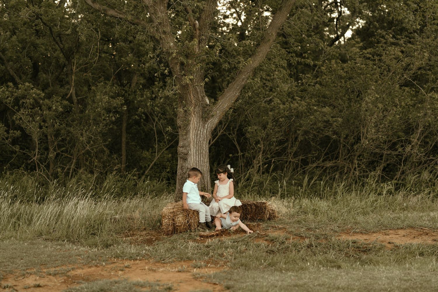 Three children sit together on hay bales beneath a large tree in an open grassy field at dusk.