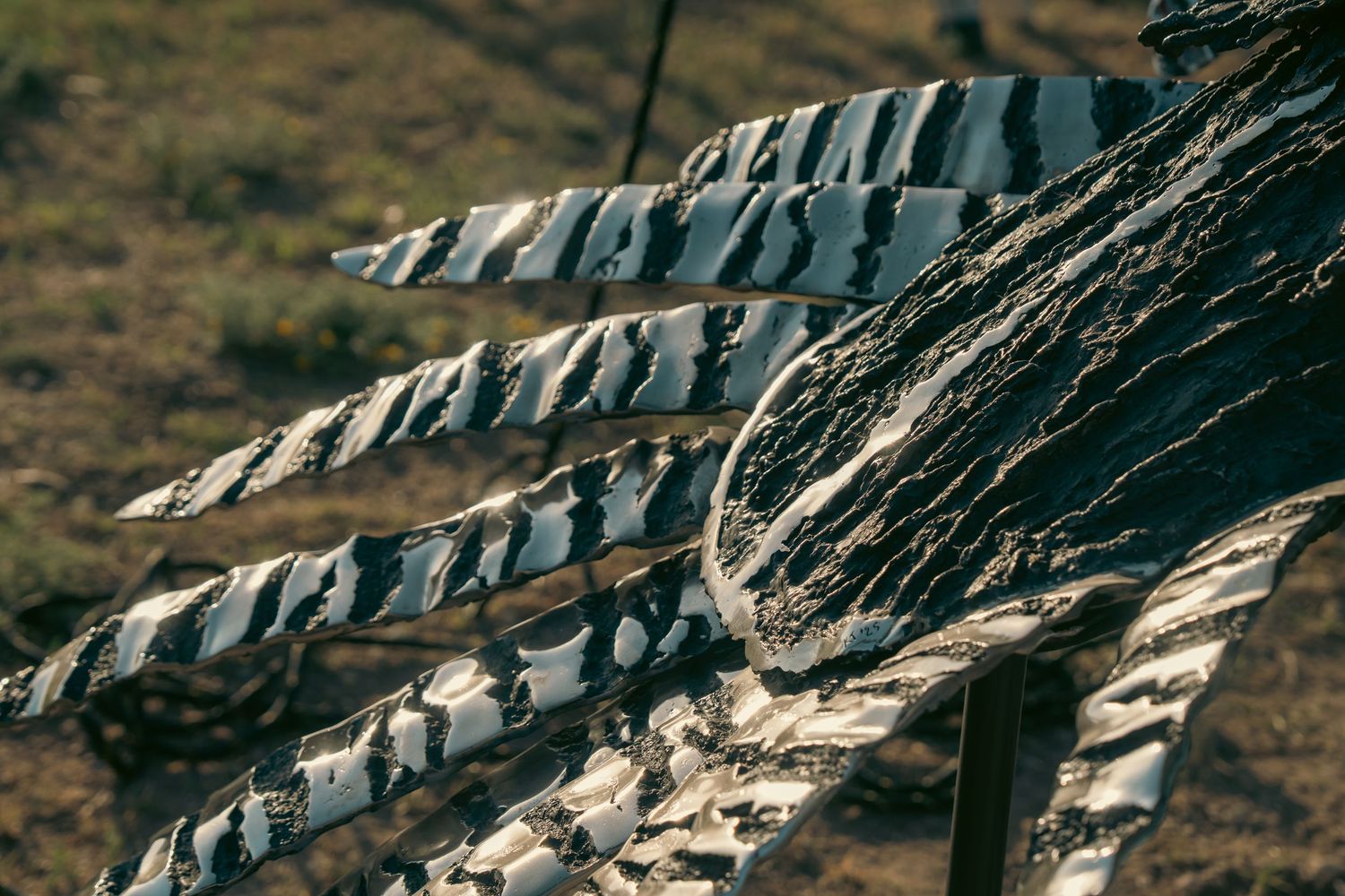 Close-up of dried fish fillets displayed on wooden racks outdoors, showing traditional fish drying method.
