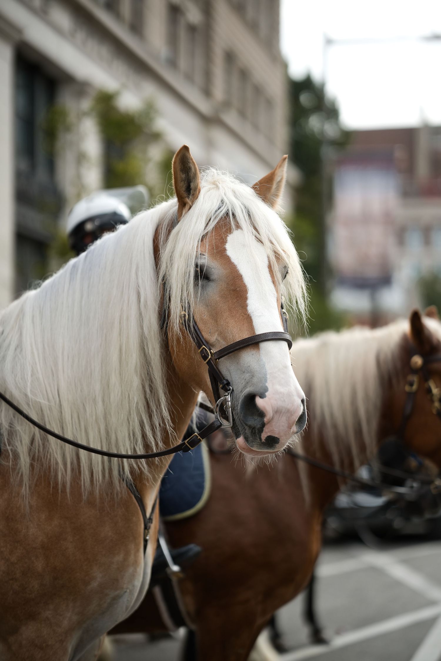 Two chestnut horses with white manes wearing bridles stand on a city street with buildings in the background.