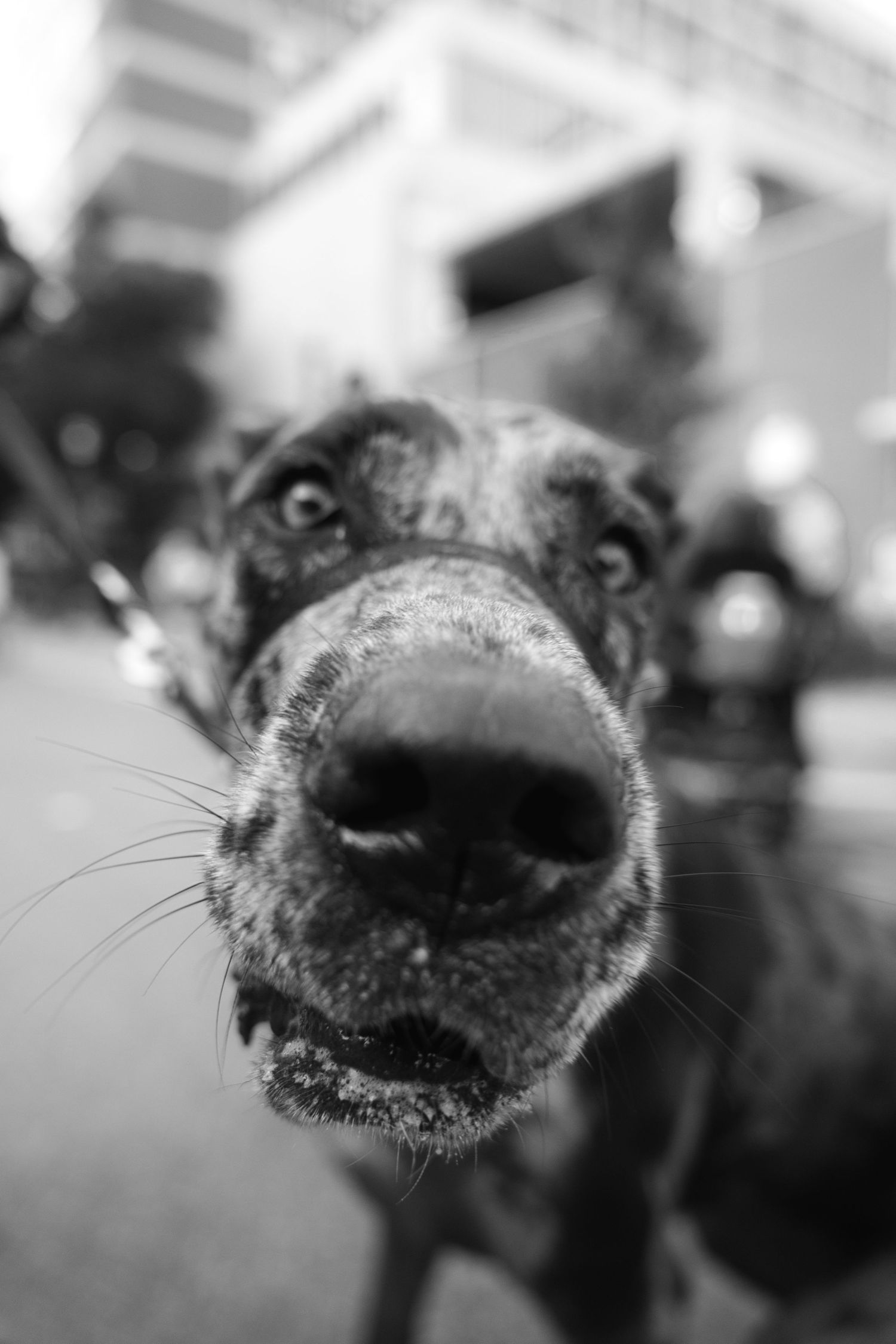 Close-up black and white photo of a curious dog's nose and face with wide eyes, taken with a wide-angle lens outdoors.