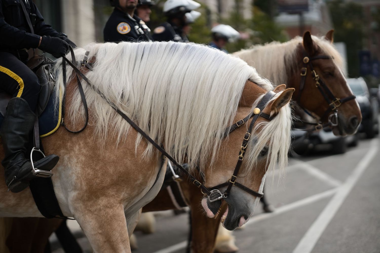 Palomino horse with white mane stands in street during mounted police patrol.