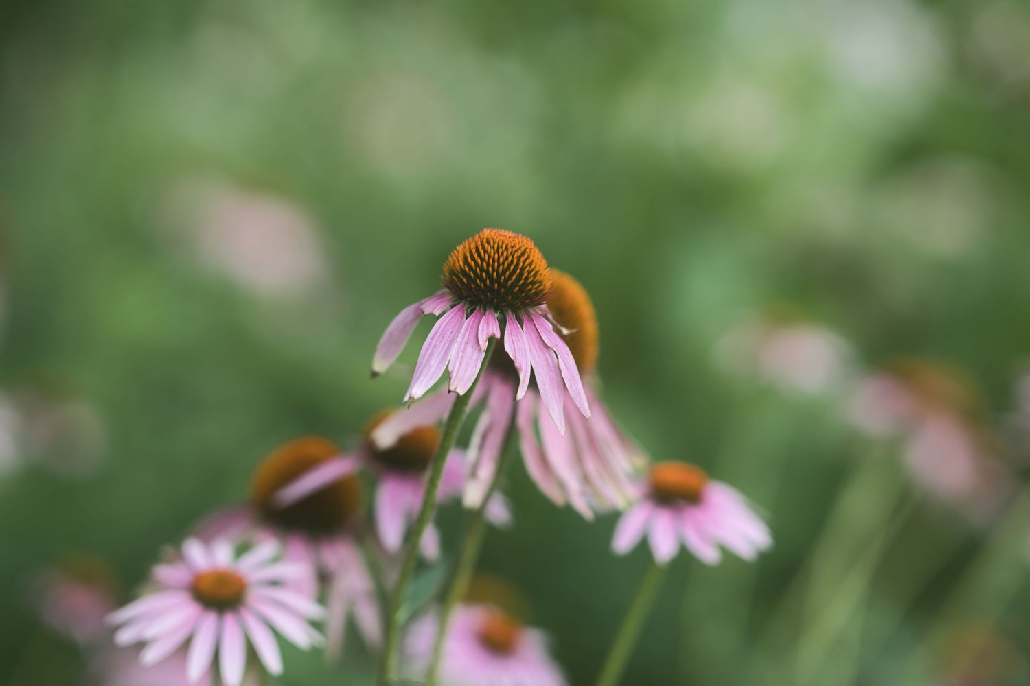 Pink coneflower echinacea blooming in a garden with soft green bokeh background.