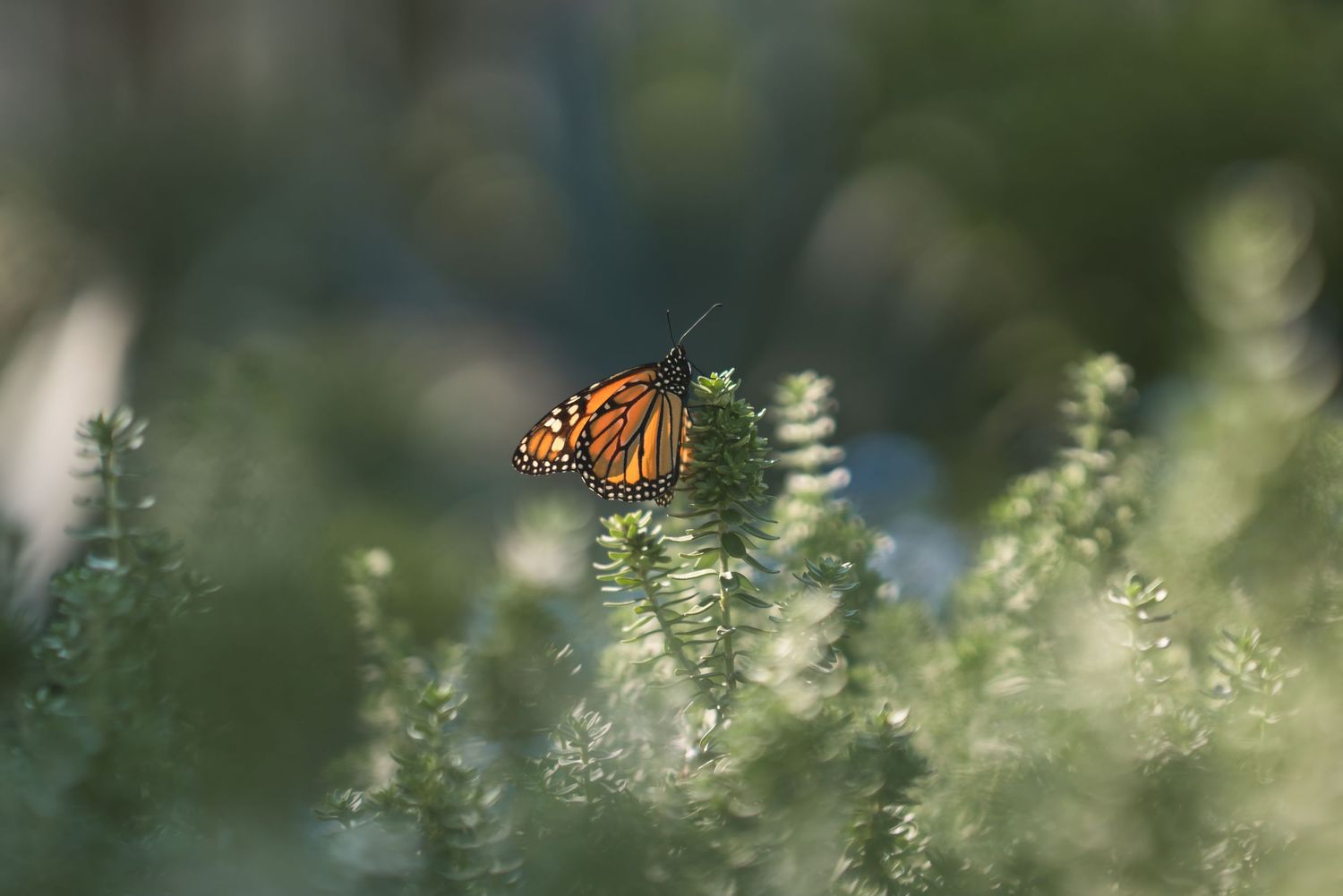 Monarch butterfly perched on green foliage in soft natural bokeh lighting outdoors.