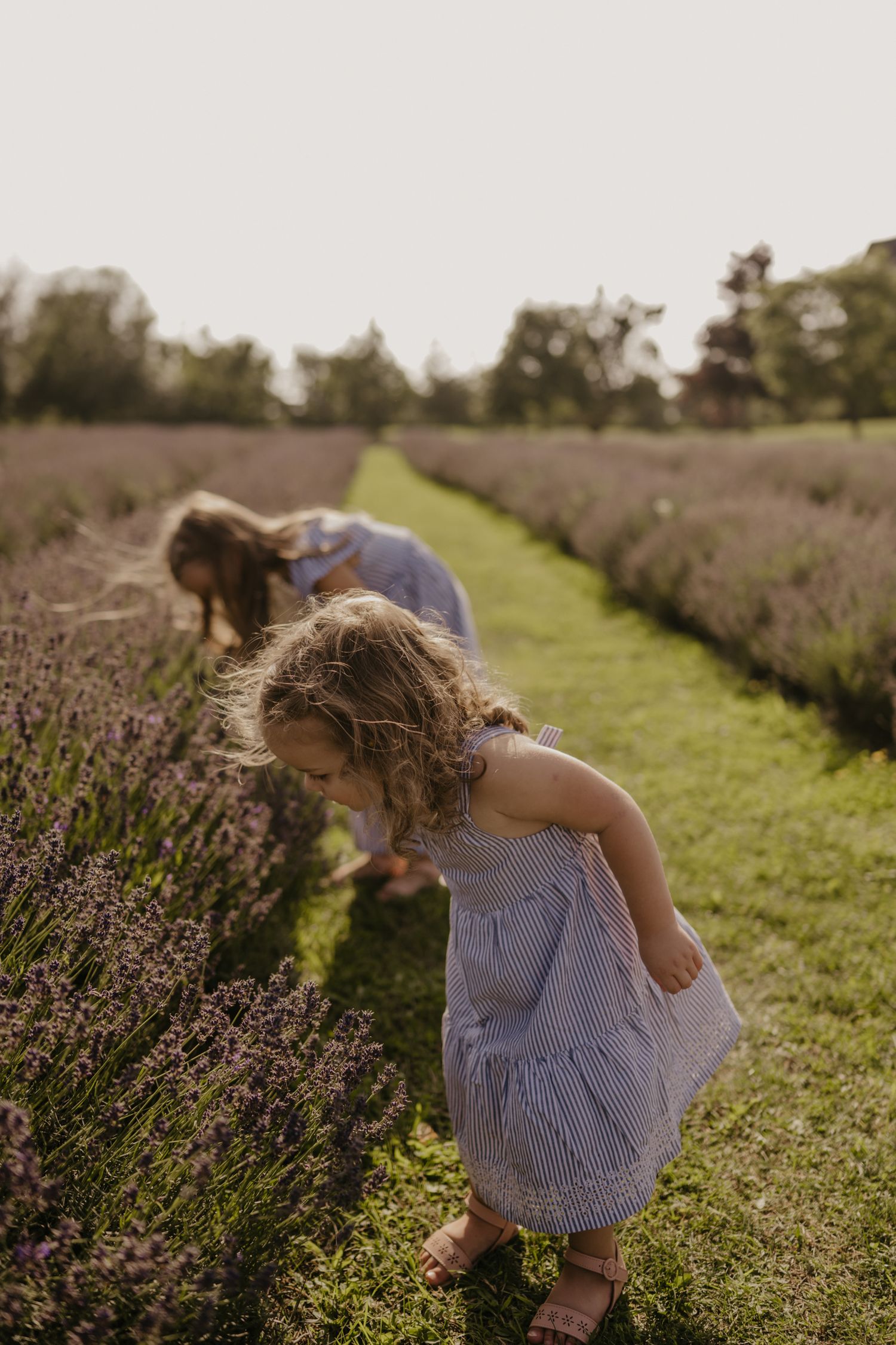 Two young girls in striped dresses exploring blooming lavender rows at sunset.