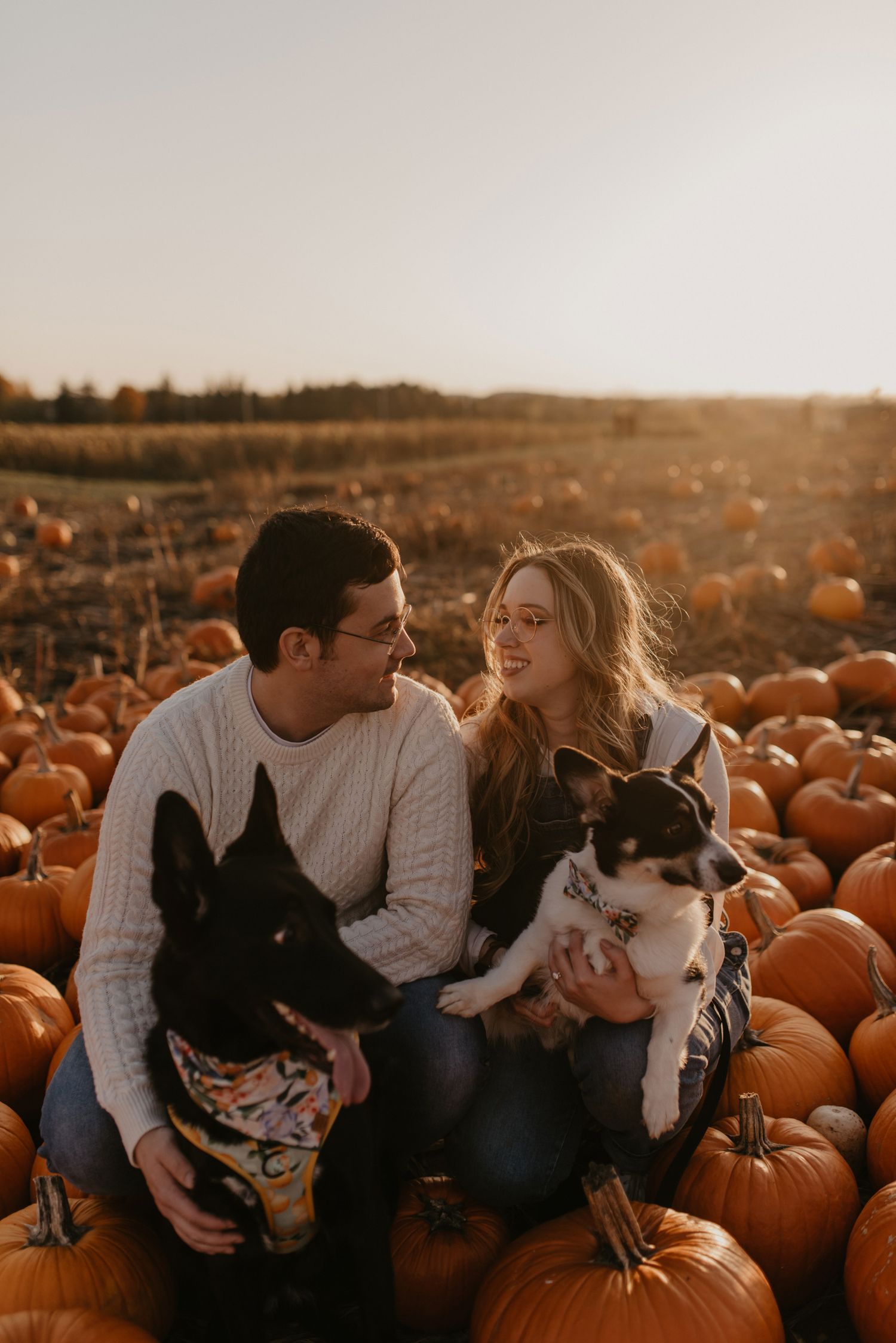Couple sitting among pumpkins in a field with two dogs at golden hour.
