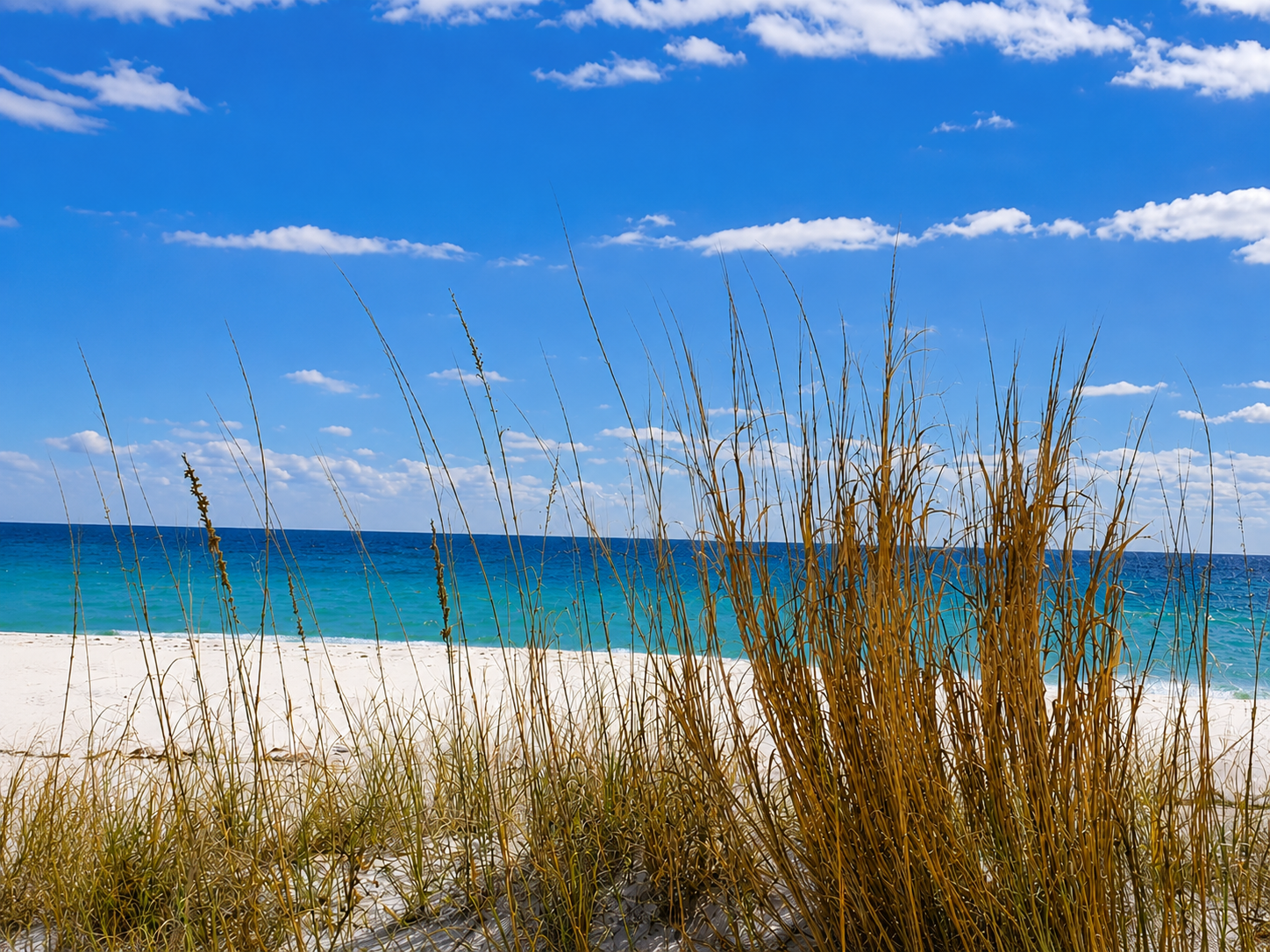 Beach grass and blue water
Sea oats growing along white sand dunes with bright blue water beyond.