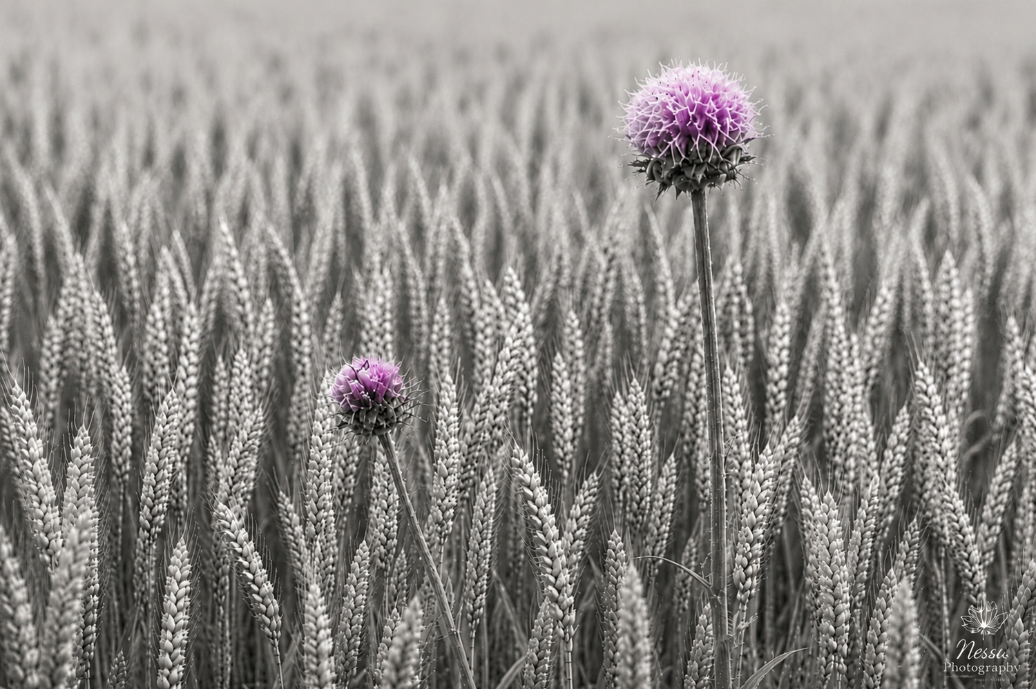 Purple thistles in a pale field
Purple thistle blooms rising above a soft gray field of grasses.