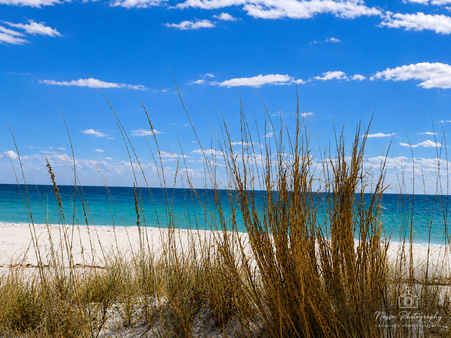 Beach dunes and sea oats
Sea oats growing along white sand dunes with bright blue water and sky beyond.
