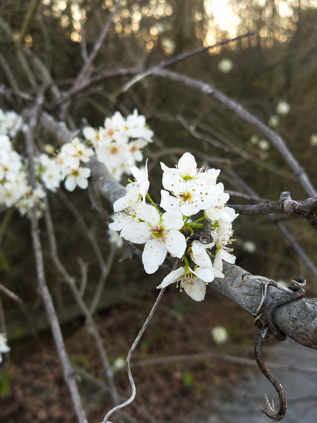 White blossoms
White spring blossoms on tree branches in natural light.