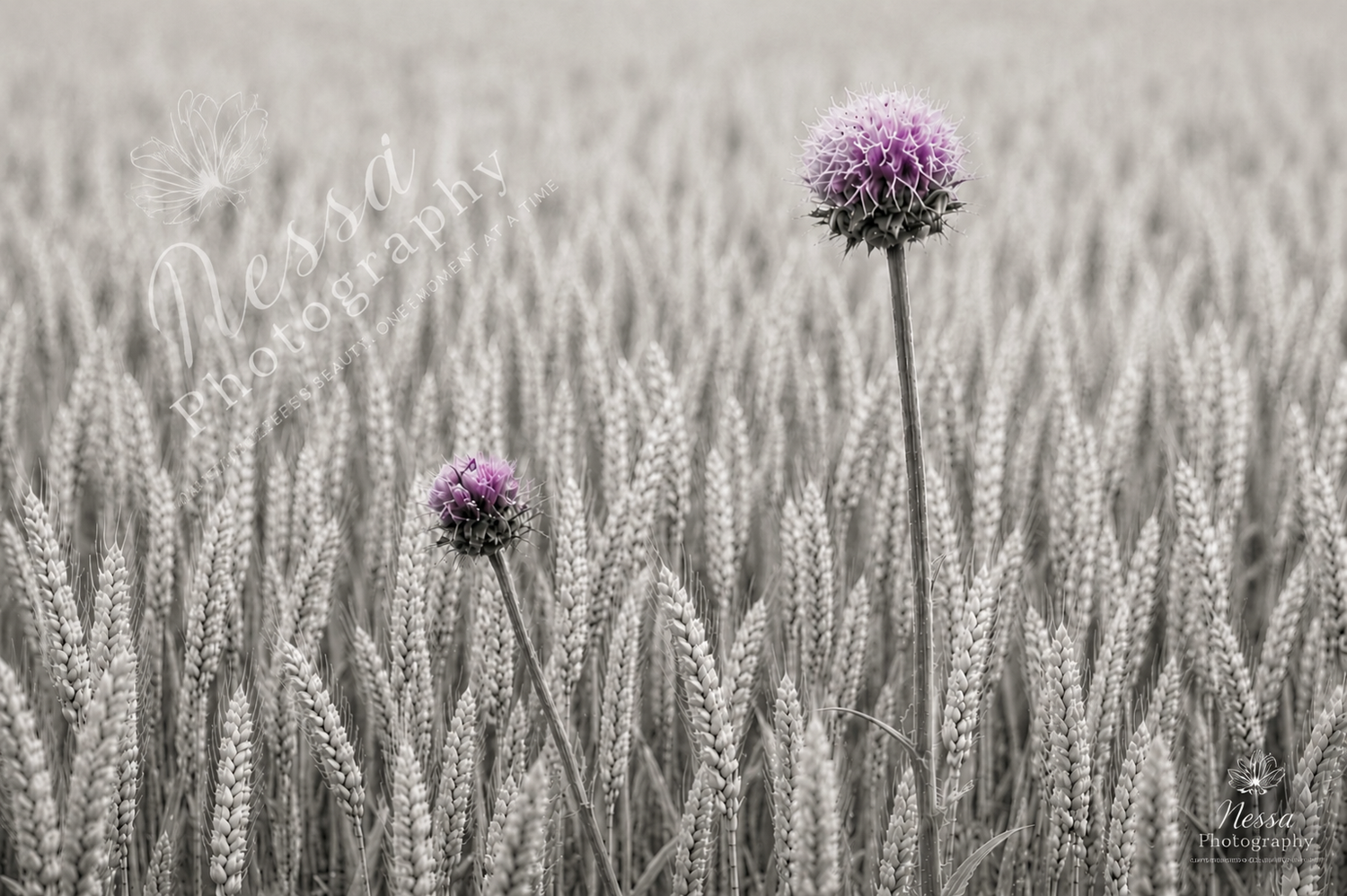 Purple thistles
Purple thistle flowers rising above a soft field of pale grasses.
