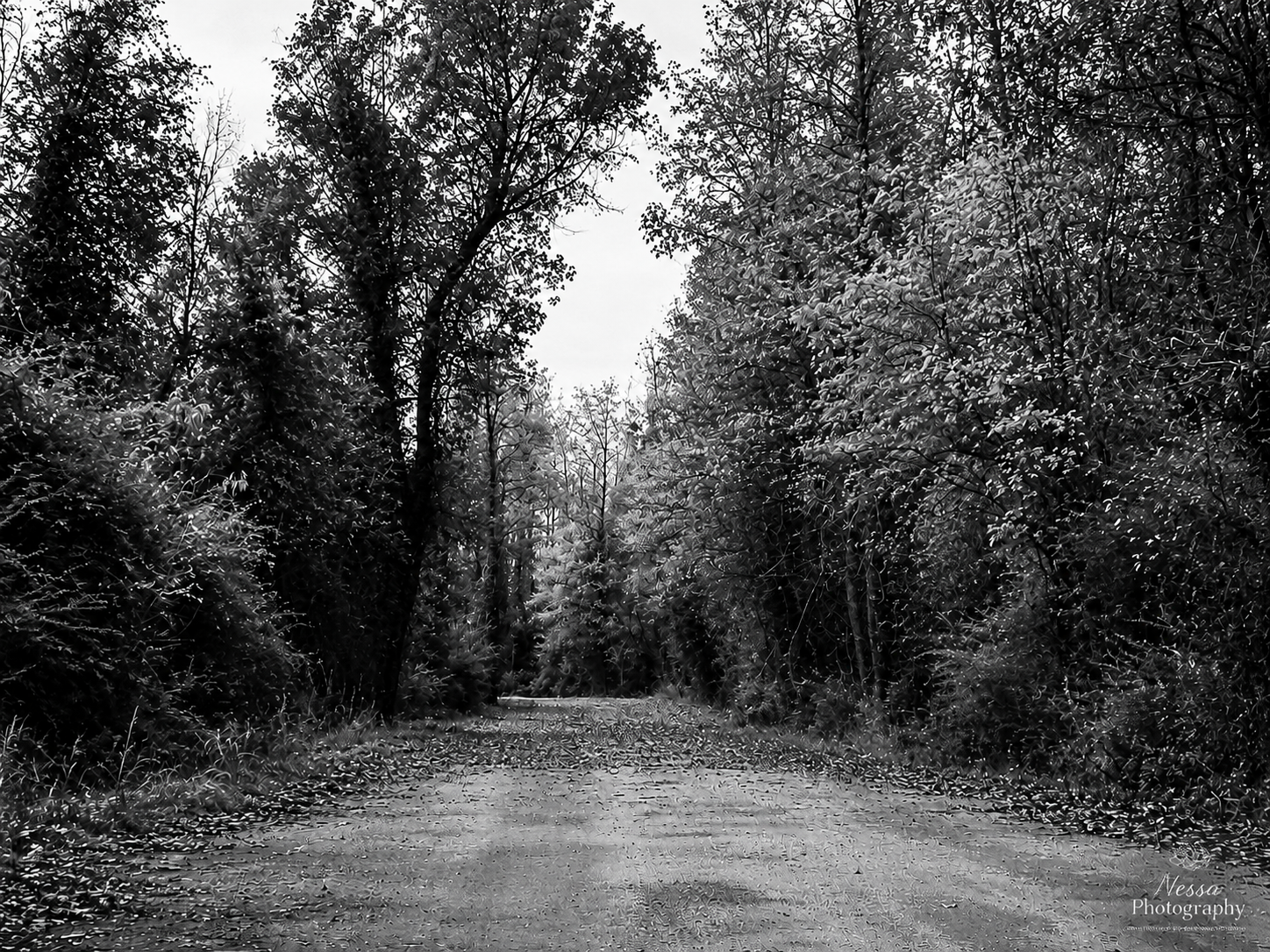 Black-and-white road
Black-and-white photograph of a quiet tree-lined road.