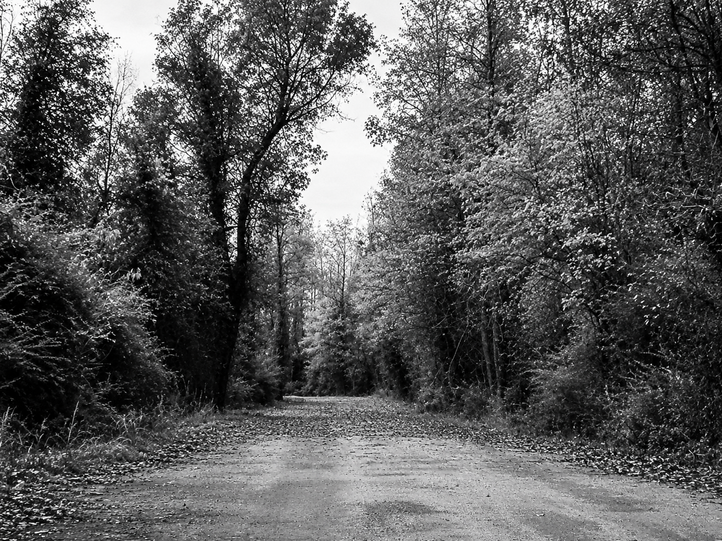 Black-and-white tree-lined road
Black-and-white photograph of a quiet road surrounded by tall trees.