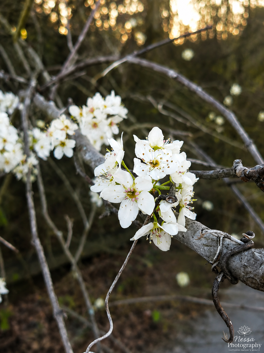 White blossoms
White spring blossoms growing on tree branches in natural light.