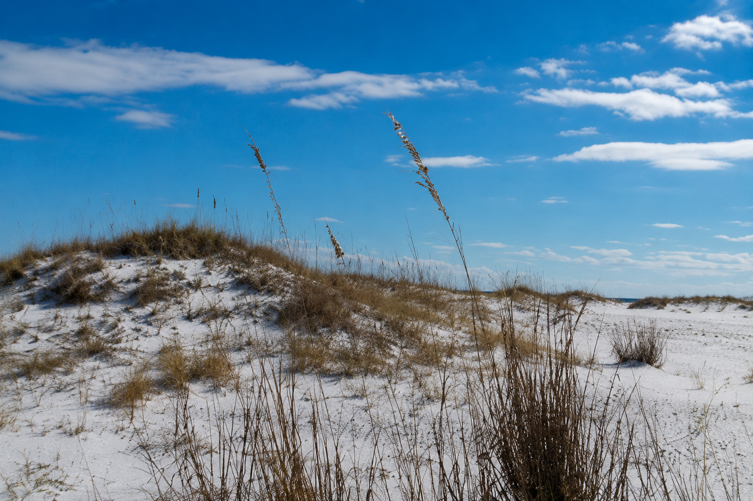 Beach dunes
White sand dunes with sea oats beneath a bright blue sky.