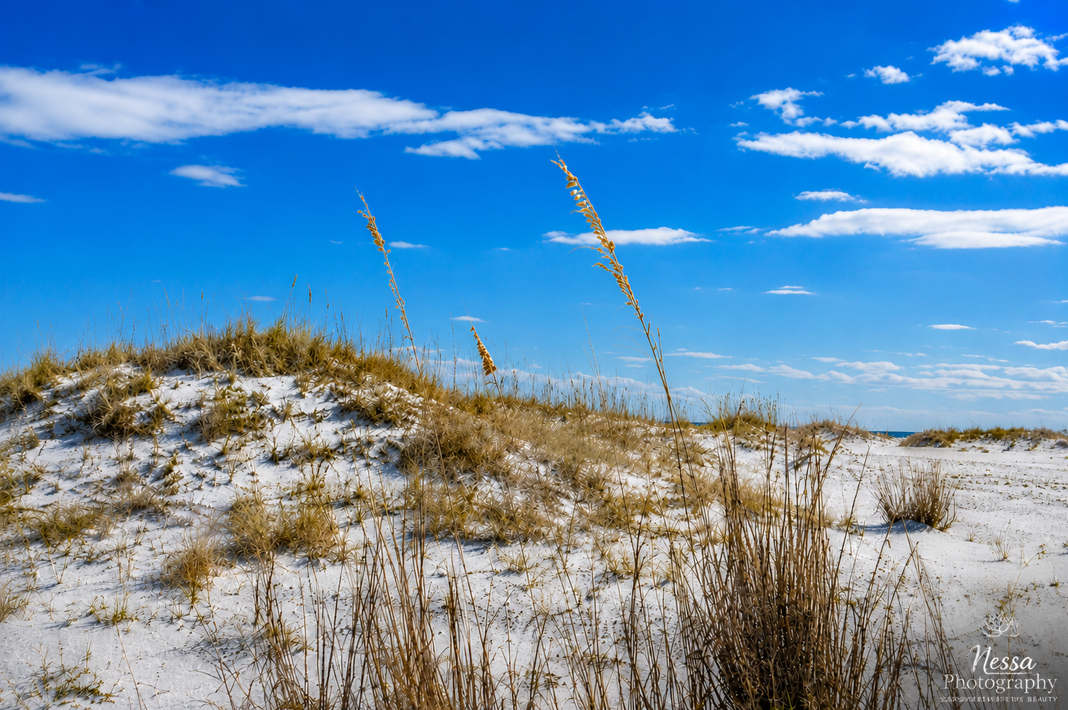 Beach dunes
White sand dunes with sea oats beneath a bright blue sky.