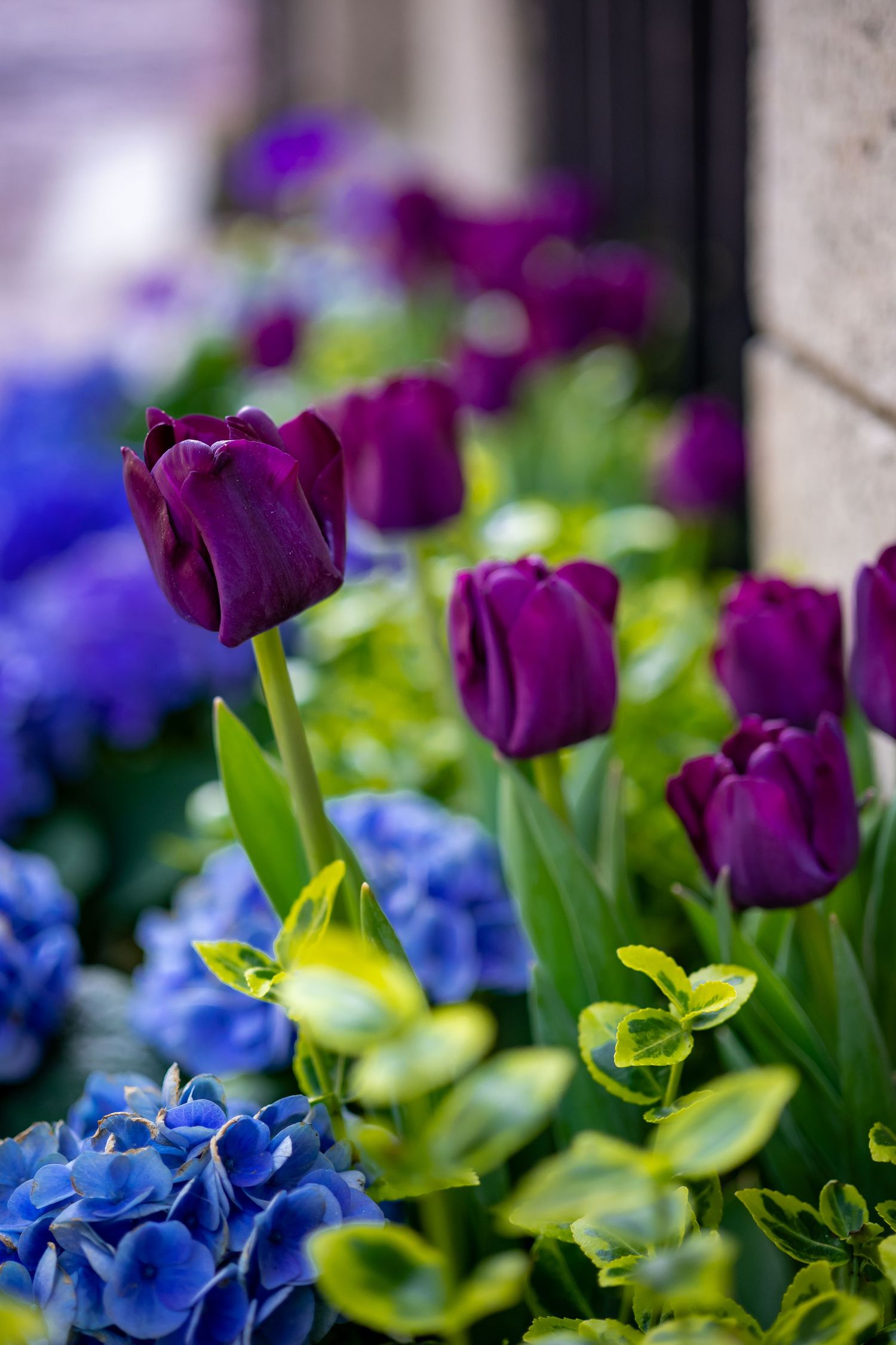 Purple tulips and blue hydrangeas bloom together in a vibrant spring garden display against a stone wall.
