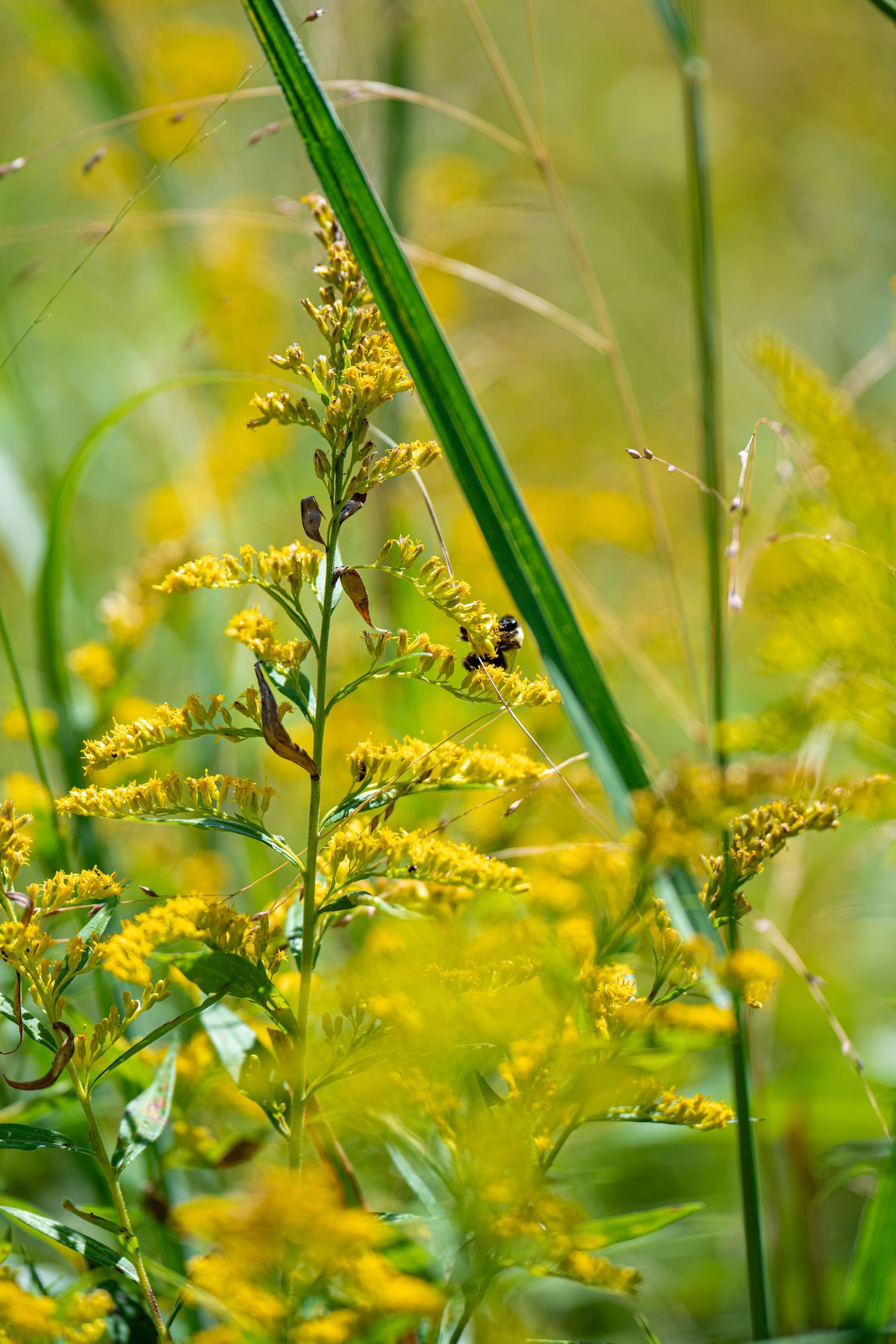 A bee pollinates vibrant yellow goldenrod wildflowers among lush green grass in a natural meadow setting.
